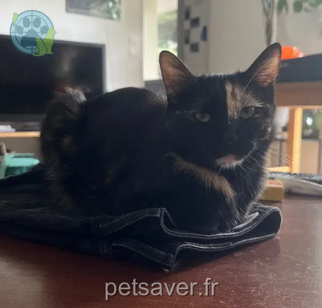 chatte reunited    Toulouse Chataigne