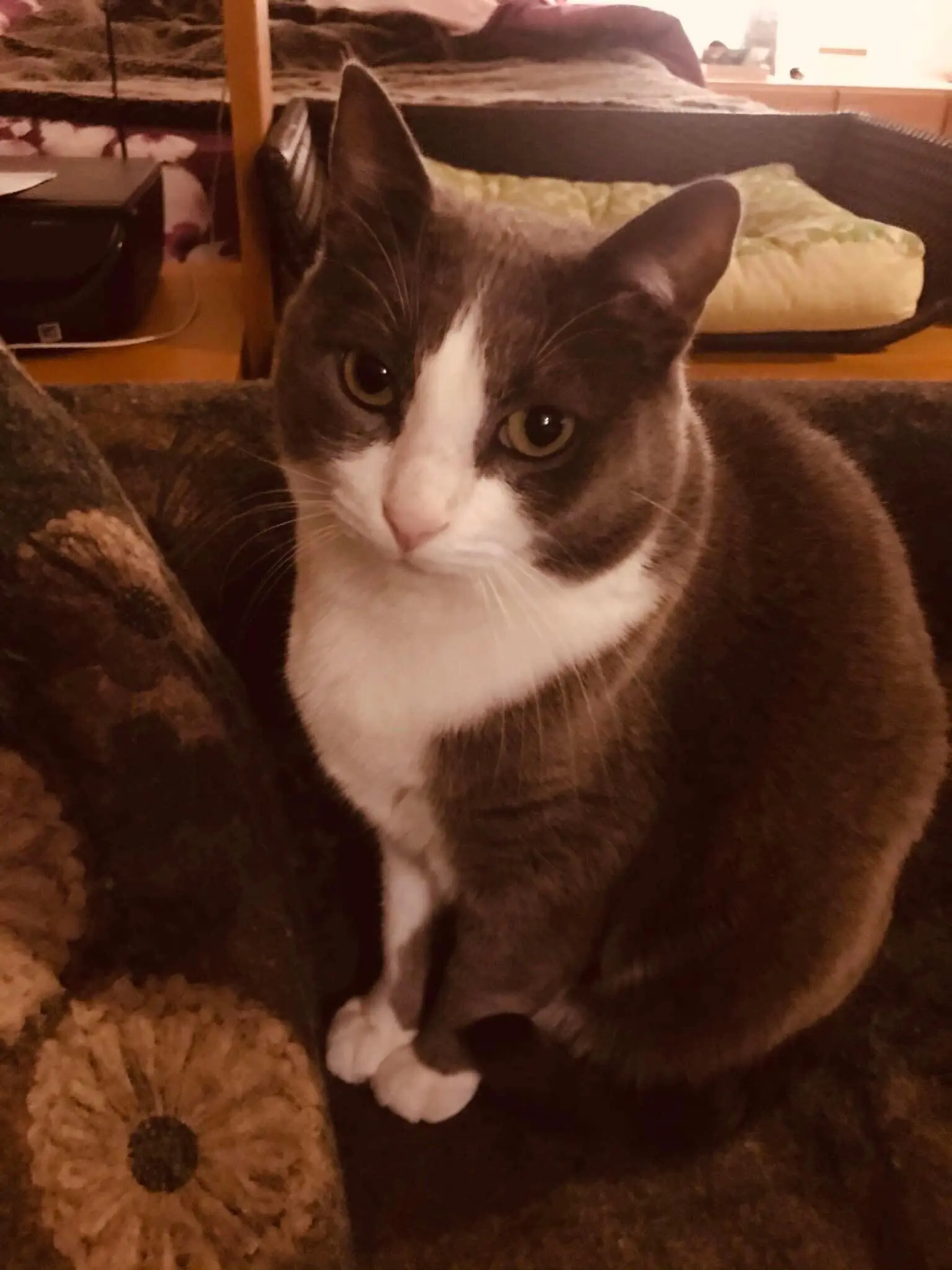 Chatte Perdue 31 Haute-Garonne Toulouse - Choupette-perdue-en-juin-2023 Chatte Perdue 31 Haute-Garonne Toulouse - Choupette-perdue-en-juin-2023