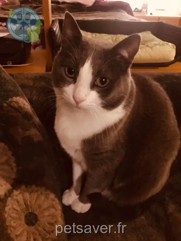 Chatte Perdue 31 Haute-Garonne Toulouse - Choupette Chatte Perdue 31 Haute-Garonne Toulouse - Choupette