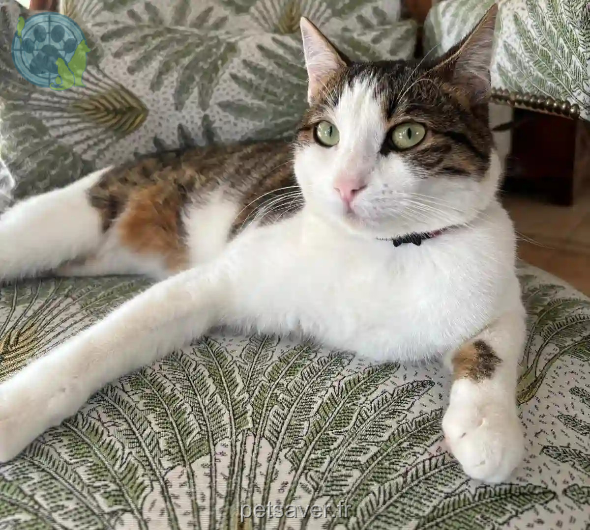 Chatte Trouvée 31 Haute-Garonne Toulouse - Cookie Chatte Trouvée 31 Haute-Garonne Toulouse - Cookie