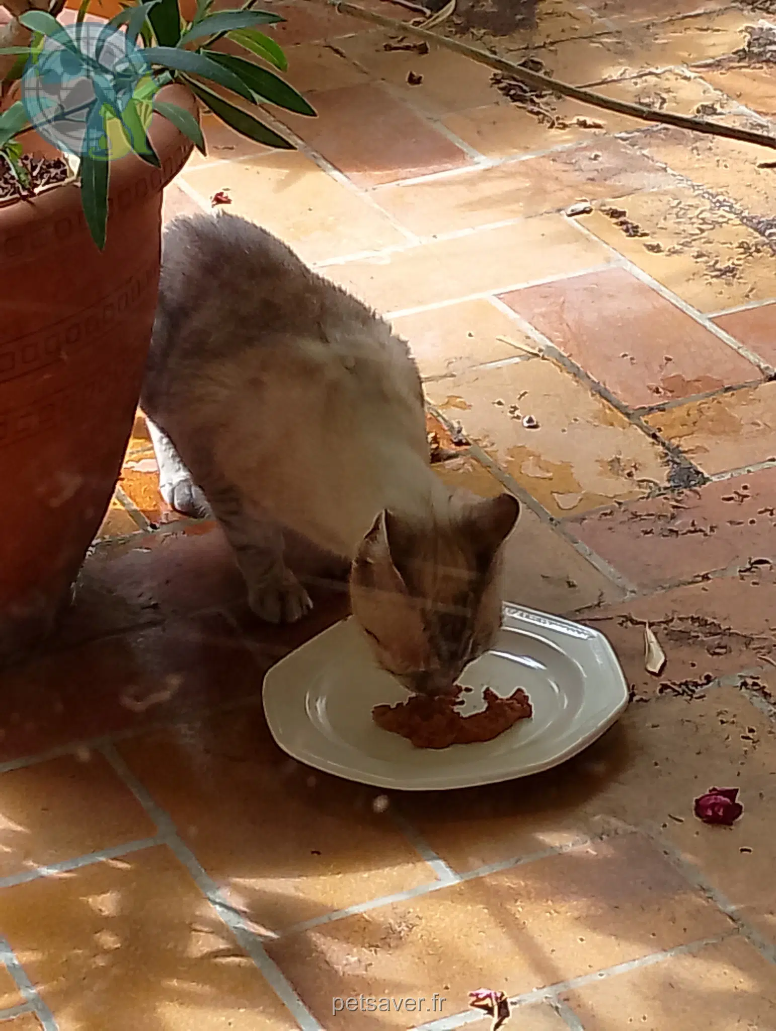 gatta reunited    Toulouse Fifi