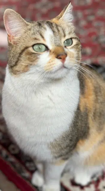 chatte reunited    Toulouse Kachina