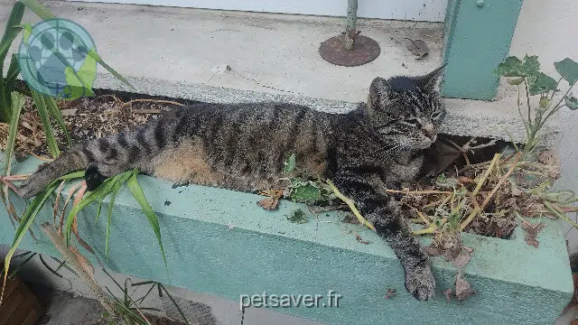 chatte reunited Toulouse Kali