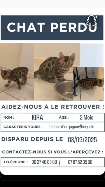 chatte reunited    Toulouse Kira