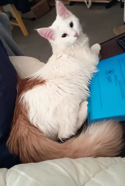 chatte reunited    Toulouse Lilo