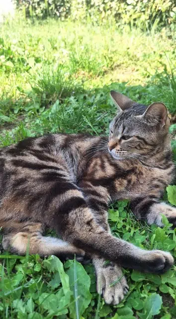 chatte reunited    Toulouse Louna