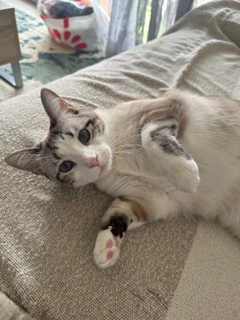 chatte reunited    Toulouse Luna