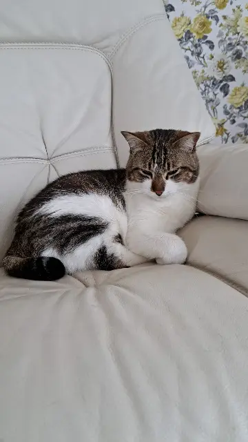 chatte reunited    Toulouse Malou