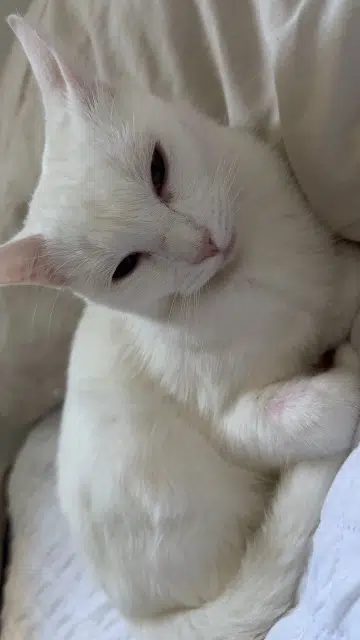 chatte reunited    Toulouse Masta