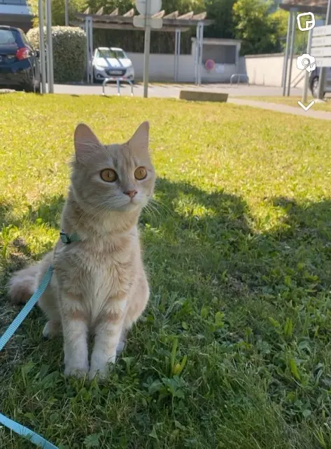 cat reunited    Toulouse Meï