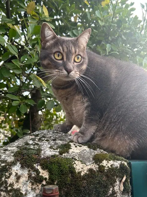 chatte reunited    Toulouse Milky