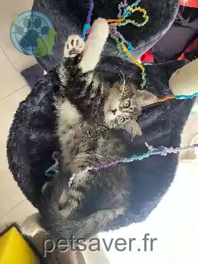 Chatte Trouvée 31 Haute-Garonne Toulouse - Mina Chatte Trouvée 31 Haute-Garonne Toulouse - Mina