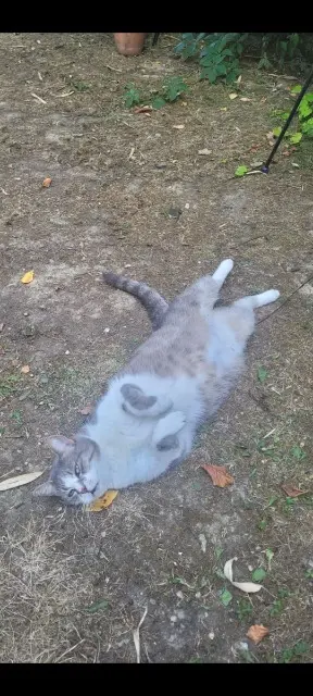 chatte reunited    Toulouse Minette