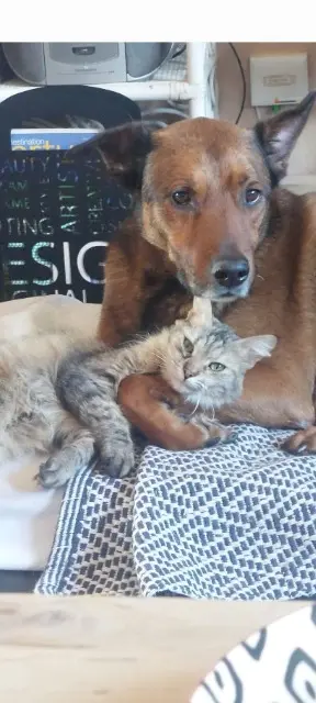 chatte reunited    Toulouse Mini