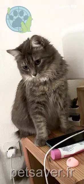 chatte reunited    Toulouse Minnie