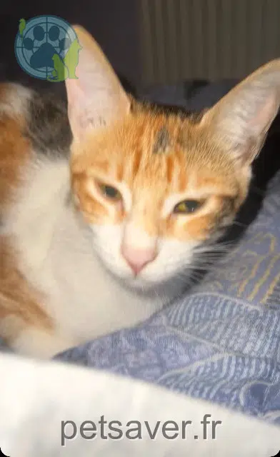 chatte reunited Toulouse Minouchette