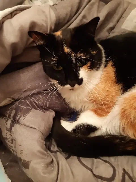 chatte reunited    Toulouse Mirabelle