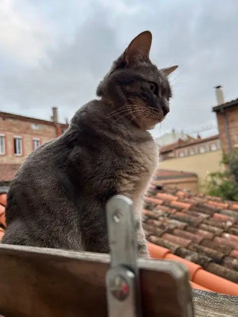 chatte reunited    Toulouse Mistou