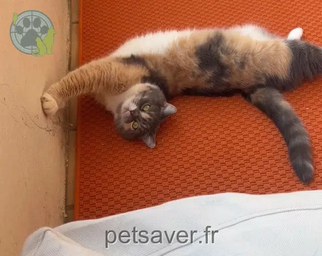 chatte reunited Toulouse Molly