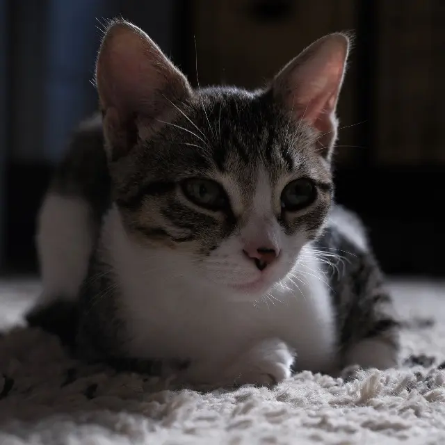 chatte reunited    Toulouse Myrtis