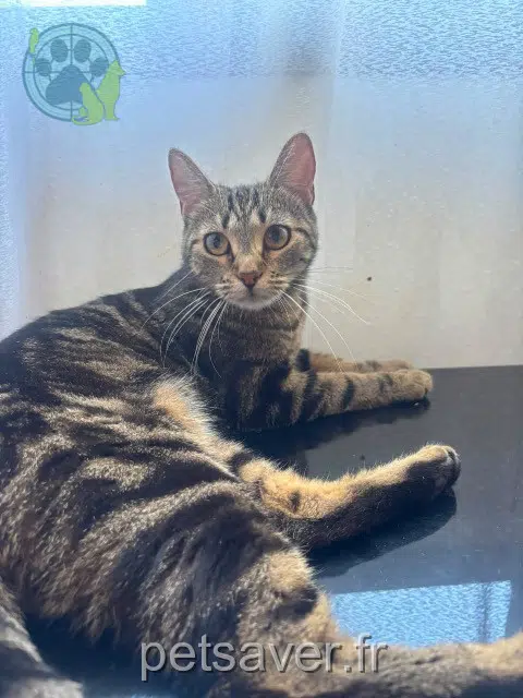 chatte reunited Toulouse Nina