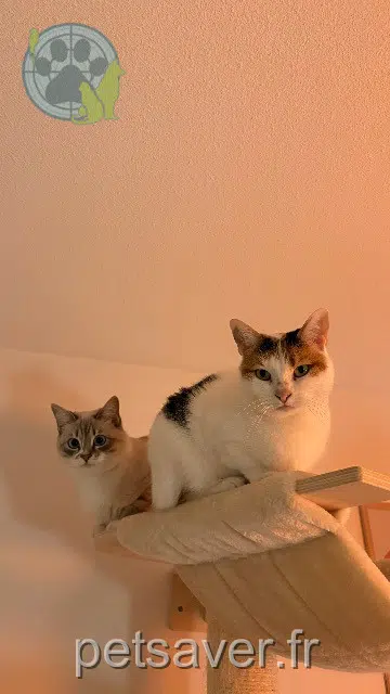 chatte reunited    Toulouse Nymeria