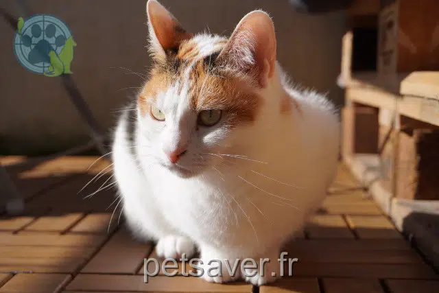 chatte reunited    Toulouse Nymeria