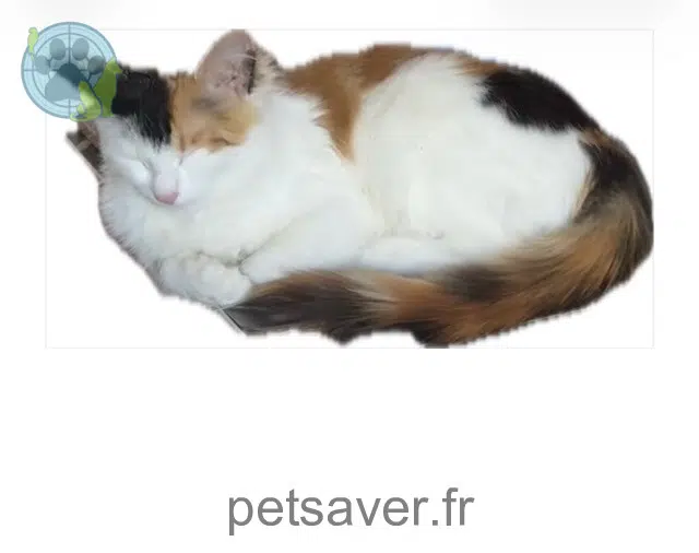 chatte reunited    Toulouse Patofa