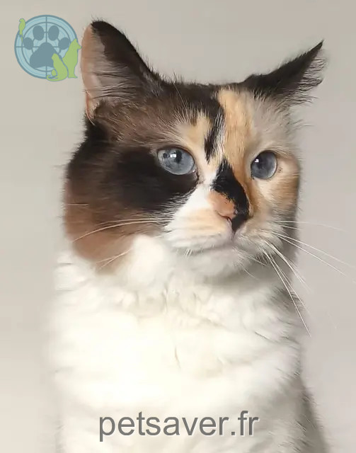 gata reunited Toulouse Peluche