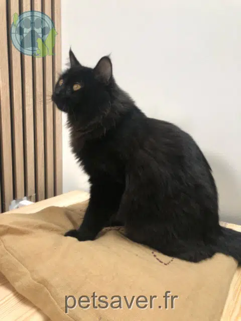 chatte reunited    Toulouse Pistache