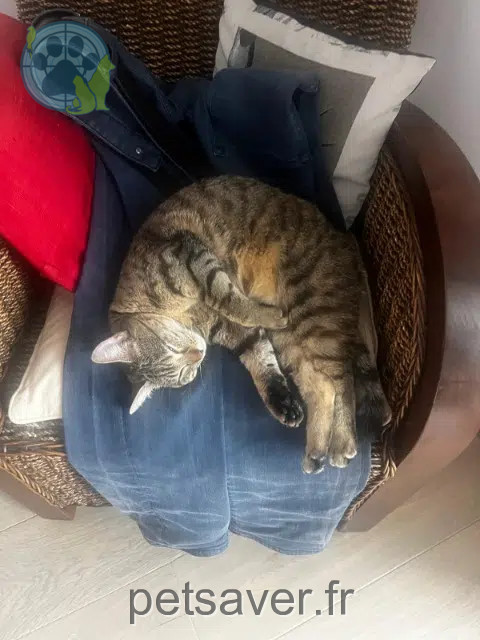 chatte reunited    Toulouse Plume