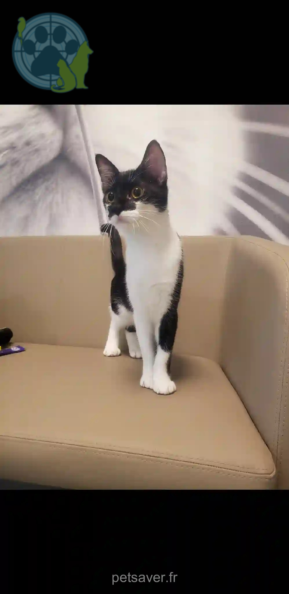 Chatte Perdue 31 Haute-Garonne Toulouse - Raven