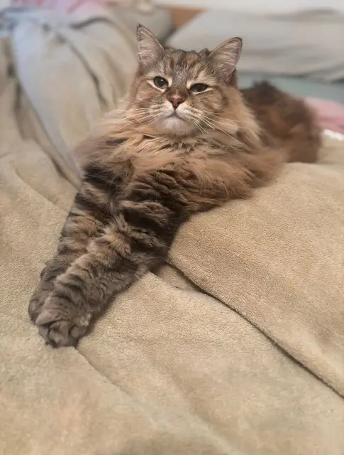 chatte reunited    Toulouse Raven « Bouboule »