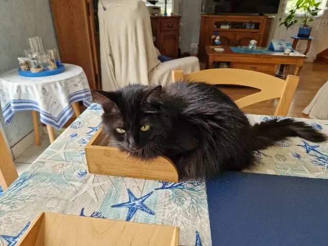 chatte reunited    Toulouse Shadow