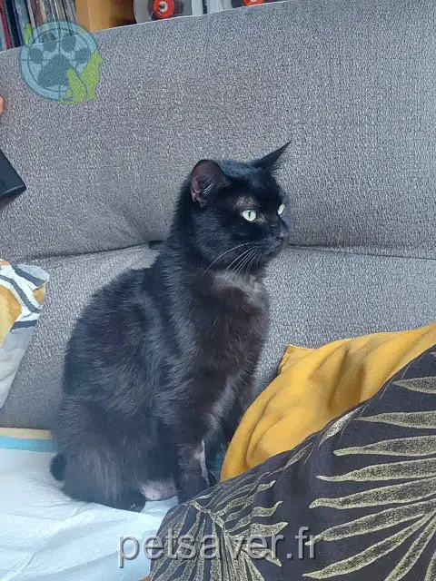 chatte reunited    Toulouse Sia
