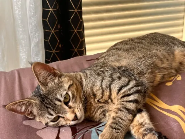 chatte reunited    Toulouse Stella