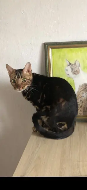 chatte retrouvée Toulouse Suzysaphir chatte reunited Toulouse Suzysaphir