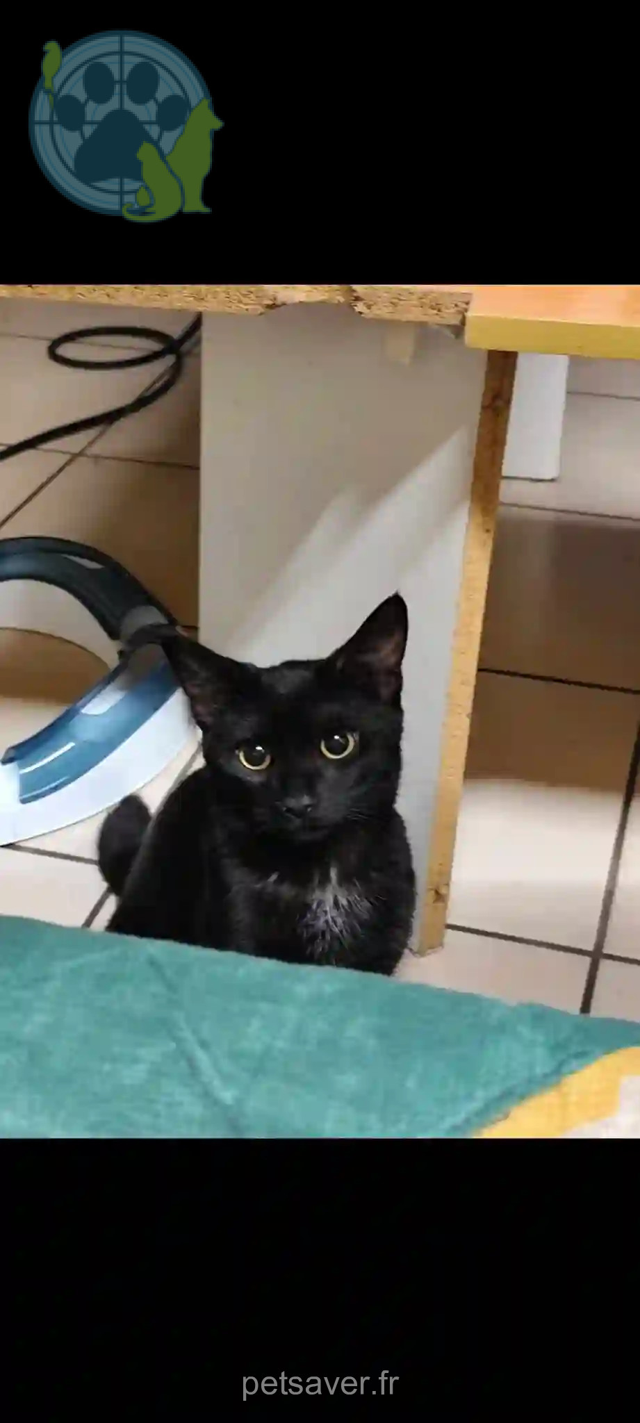 Chatte Perdue 31 Haute-Garonne Toulouse - Talia Chatte Perdue 31 Haute-Garonne Toulouse - Talia