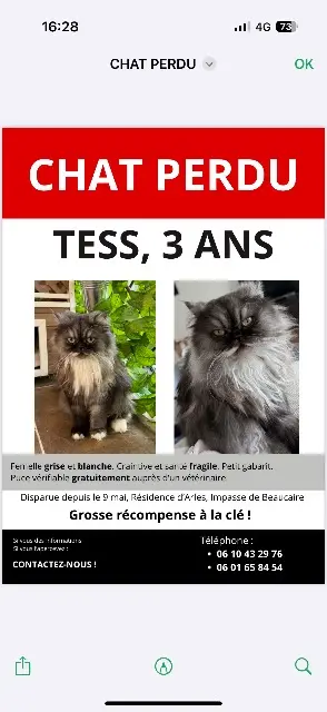 chatte reunited    Toulouse Tess