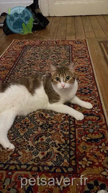 chatte reunited    Toulouse Tess