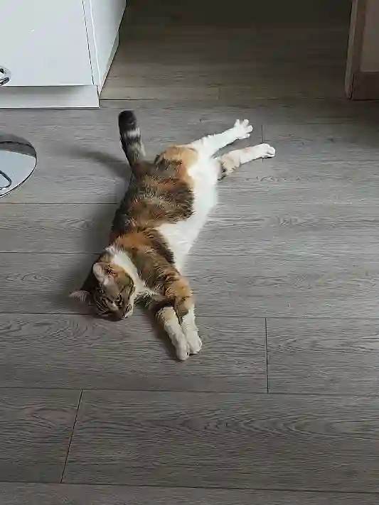 Chatte Trouvée 31 Haute-Garonne Toulouse - Thémis Chatte Trouvée 31 Haute-Garonne Toulouse - Thémis