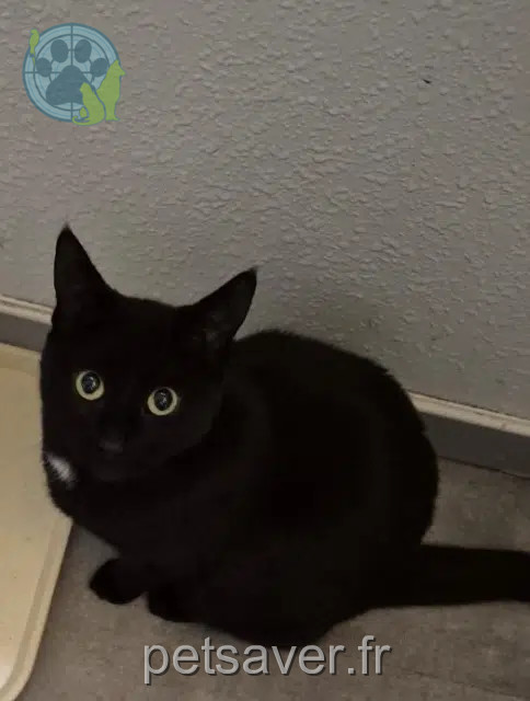 chatte reunited    Toulouse Tina