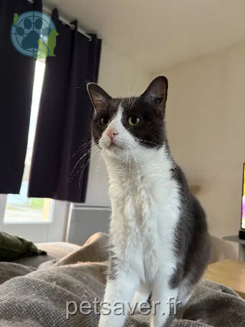 chatte reunited Toulouse Tsunade