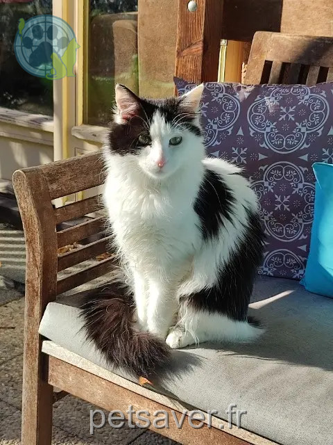chatte reunited    Toulouse Utopia