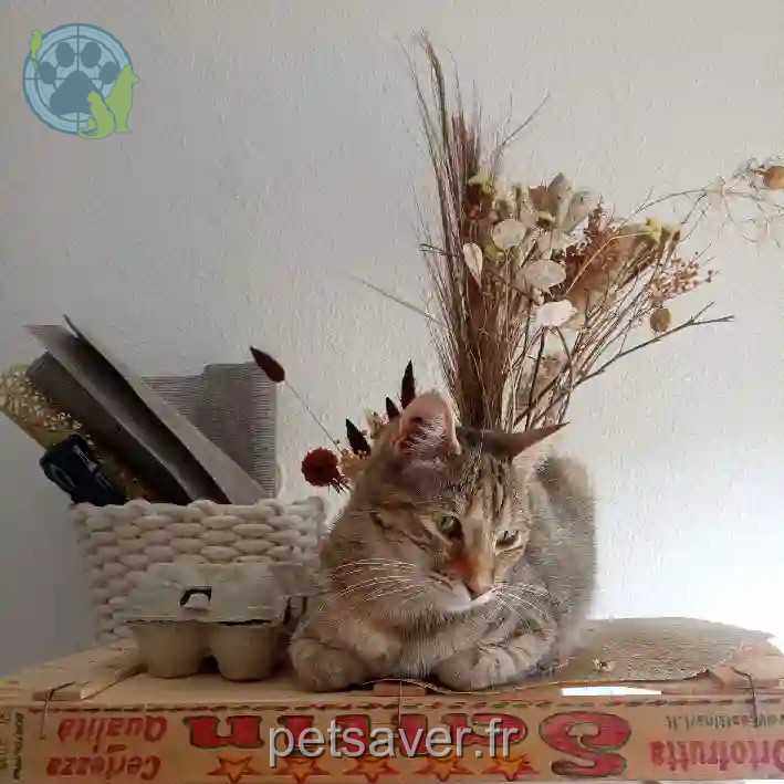 Chatte Perdue 31 Haute-Garonne Toulouse - Violette Chatte Perdue 31 Haute-Garonne Toulouse - Violette