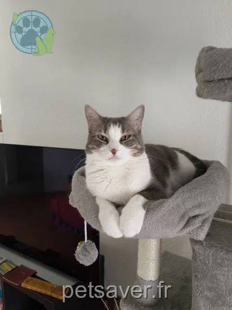 chatte reunited Toulouse Yuna