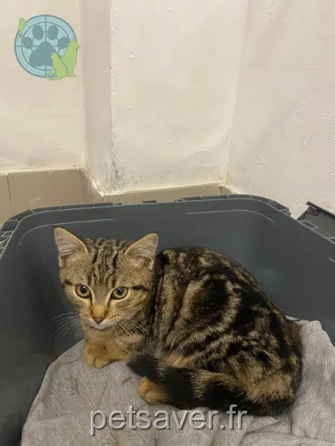 gatta reunited    Toulouse Zaza