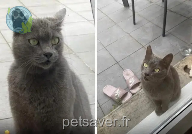 chatte reunited    Toulouse Zaza