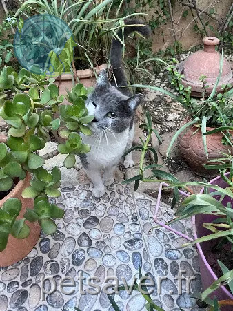 chatte retrouvée 31100 Toulouse Zoé chatte reunited 31100 Toulouse Zoé