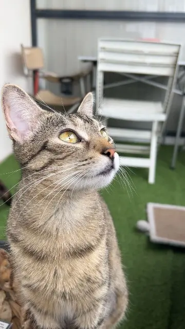 chatte reunited    Toulouse Écho